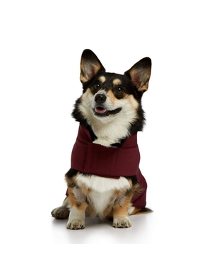 Pet Accessories Ariat Team Softshell Dog Jackets Bordeaux Homme | YVV-61763720